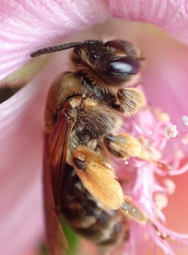 Andrena sp.